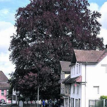 Eintauchen in die Welt der Bäume - Die markante Blutbuche an der Bremgarterstrasse steht unter Ensembleschutz.