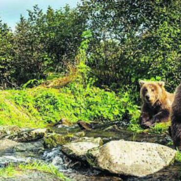 Sehr vielseitig unterwegs - Forscher David Bittner setzt sich voll und ganz für den Schutz und den Erhalt der Bären in Alaska ein. Bild: pd
