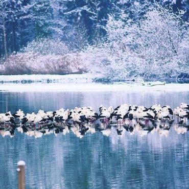 Gefiederte Wintergäste - Der Flachsee ist ein wichtiger Schlafplatz für Zugvögel wie diese Weissstörche. Bild: zg