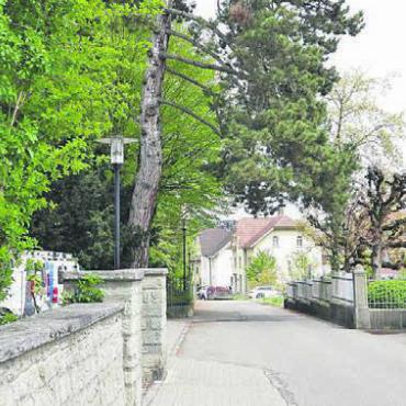 Zweck und Nutzung von Bäumen - Der Bahnhofweg lässt verschiedene «Baumkonzepte» erkennen. Bild: zg