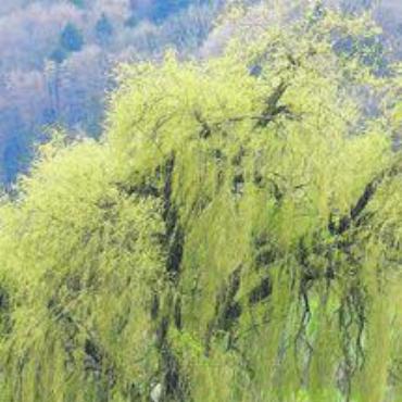 Wohler Naturschätze: Baum-Memory - Das Baum-Memory der Grünen beginnt bei der Trauerlinde am Dorfrand Richtung Waltenschwil. Bild: wm