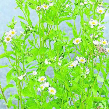 Invasive Neophyten bekämpfen - Problempflanze: Einjähriges Berufkraut, Erigeron annuus. Bild: zg