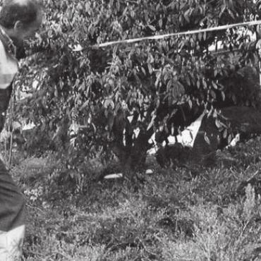 Tausende von Sträuchern müssen weg - Bis Ende April müssen in Widen 455 Cotoneaster gerodet werden. Bild: Archiv