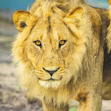 «Tierisch nah an Afrika»