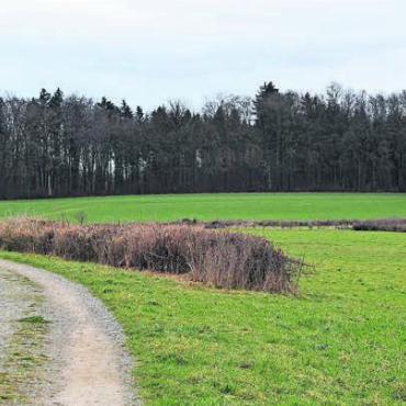 Für die Artenförderung - Im Gebiet Altbaa (Richtung Bremgarten) werden zwei Laichgewässer (Trittsteinbiotope) für Laubfrosch und Kreuzkröte realisiert. Bild: dm