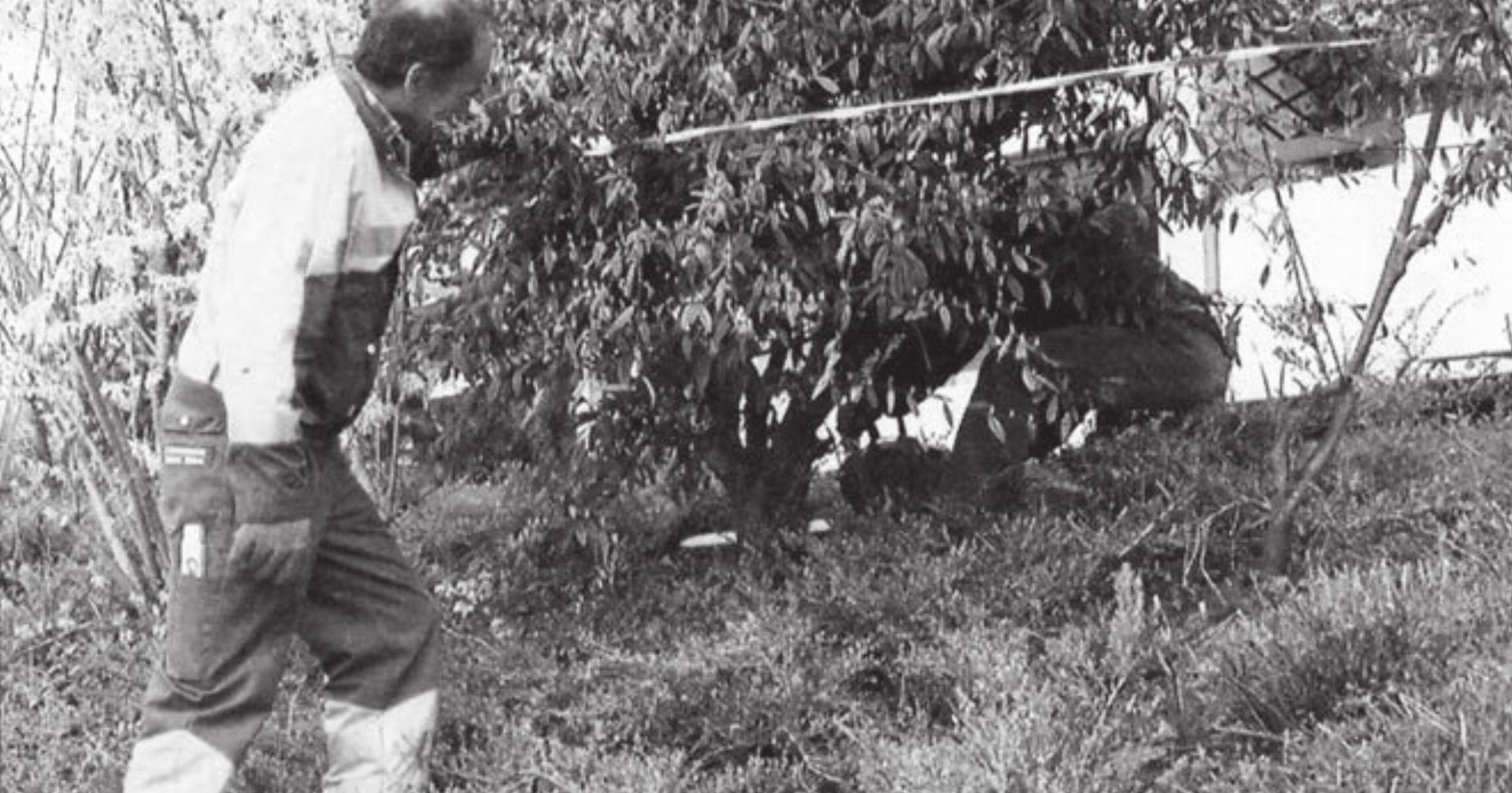 Bis Ende April müssen in Widen 455 Cotoneaster gerodet werden. Bild: Archiv