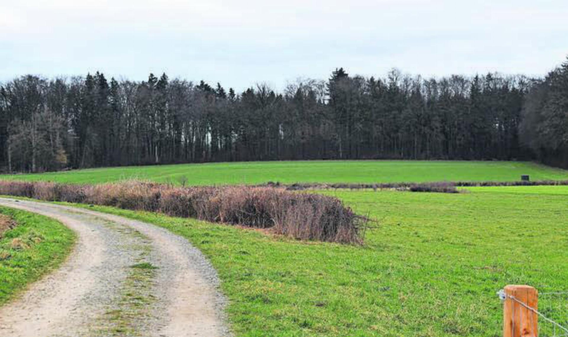 Im Gebiet Altbaa (Richtung Bremgarten) werden zwei Laichgewässer (Trittsteinbiotope) für Laubfrosch und Kreuzkröte realisiert. Bild: dm