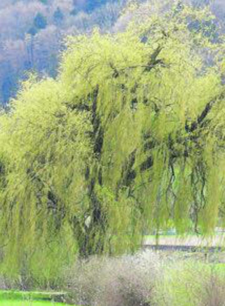 Das Baum-Memory der Grünen beginnt bei der Trauerlinde am Dorfrand Richtung Waltenschwil. Bild: wm