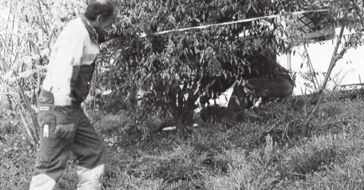 Bis Ende April müssen in Widen 455 Cotoneaster gerodet werden. Bild: Archiv