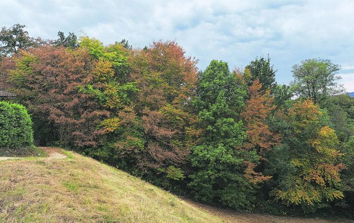 Auf der Laufenburger Acht hat der Herbst bereits Einzug gehalten. Foto: Georg Kalt, Laufenburg