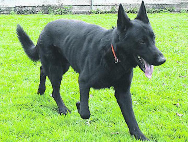 Zeus, D. Schäfer, Rüde unkastriert, 3-Jährig. Foto: zVg