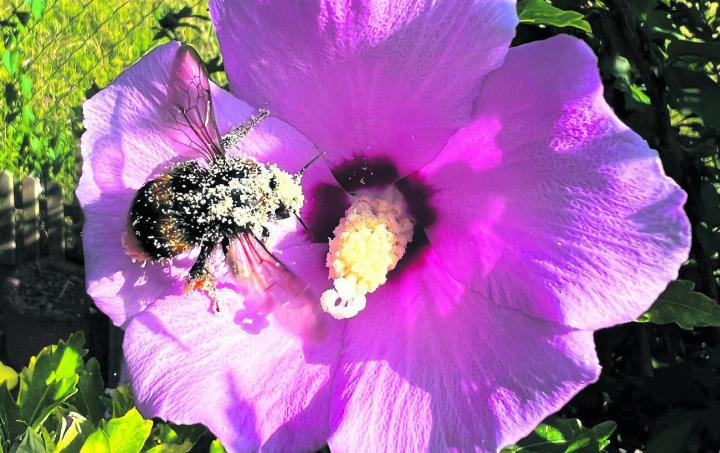 Schwerstarbeit für eine Hummel in einem Kaister Garten. Foto: Susanne Hörth