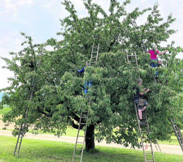 Kirschenernte in Wittnau. Foto: Helene Schmid