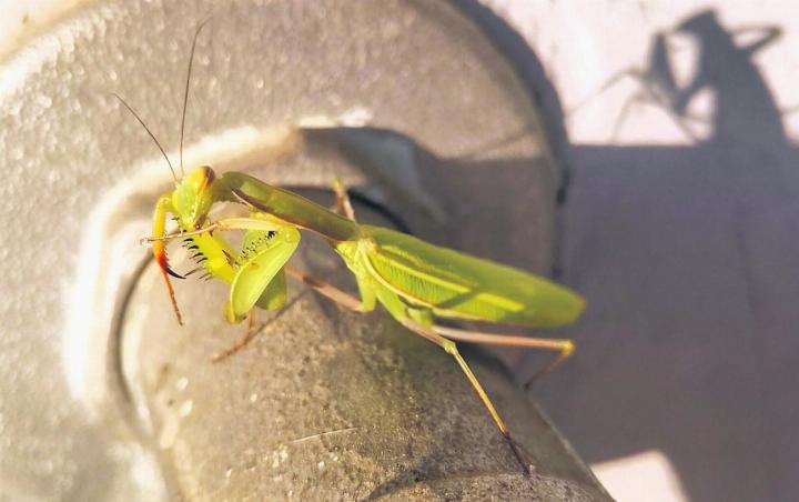 Beim Wässern einen seltenen Gast entdeckt: die Gottesanbeterin. Foto: Gabriela Stocker, Obermumpf