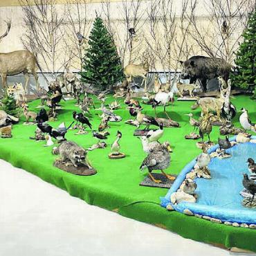 Einheimische Tiere sehen - Am Museumstag werden viele Säugetiere und Vögel zu sehen sein. Bild: zg