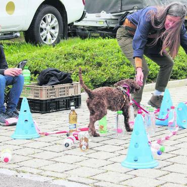 Gemeinsam stark - Der junge Lagotto hat keine Angst vor den hinfallenden Flaschen und vertraut seiner Besitzerin. Bilder: Monica Rast