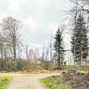 Starke Eingriffe geben zu reden - Im Islerenwald wurden sehr viele Eschen gefällt. Deshalb sieht er zurzeit etwas kahl aus. Bild: zg