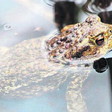Den Amphibien helfen - Strassen zu überwinden ist für Amphibien, wie Kröten, ein grosses Hindernis. Bild: zg