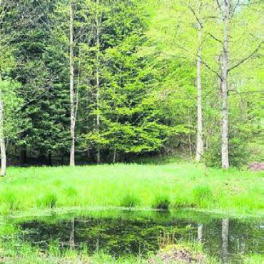 Holz erlebte einen Boom - Zur Förderung der Artenvielfalt wurden in den letzten 20 Jahren 8 Biotope gebaut.