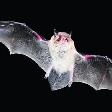 Nächtliche Flugakrobaten - Fledermäuse werden an der Exkursion sicht- und hörbar. Bild: zg