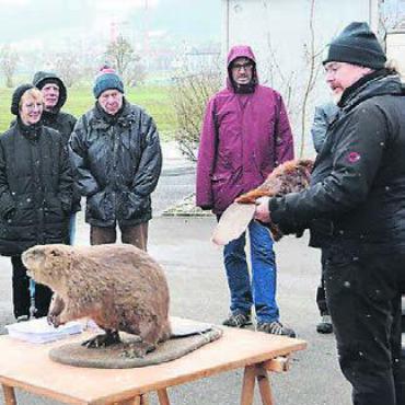 Grosses Interesse am Biber - Niklaus Peyer (rechts) zeigte einen ausgestopften Biber.