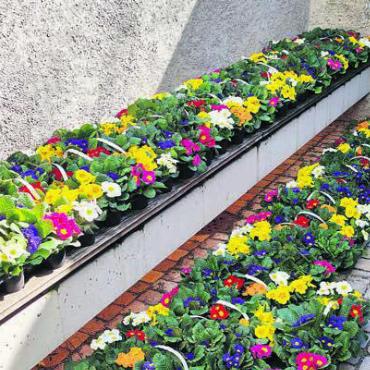 Die Blumen des Frühlings
