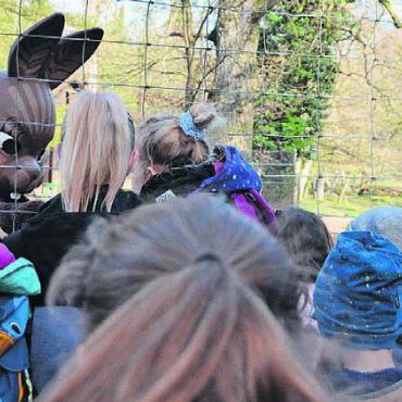 2000 Eier versteckt - Der Osterhase verteilt Eier an die Kinder.