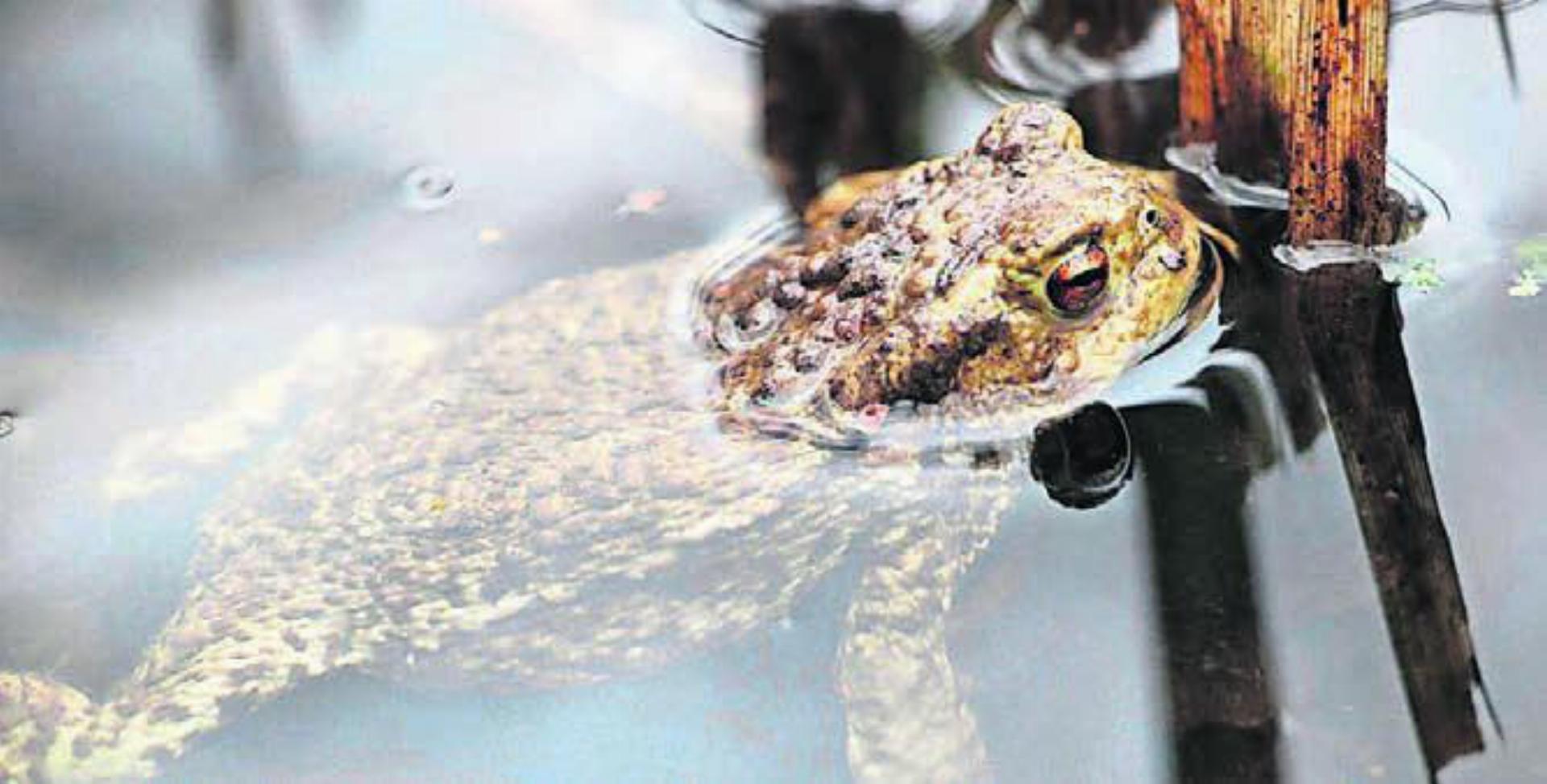 Strassen zu überwinden ist für Amphibien, wie Kröten, ein grosses Hindernis. Bild: zg