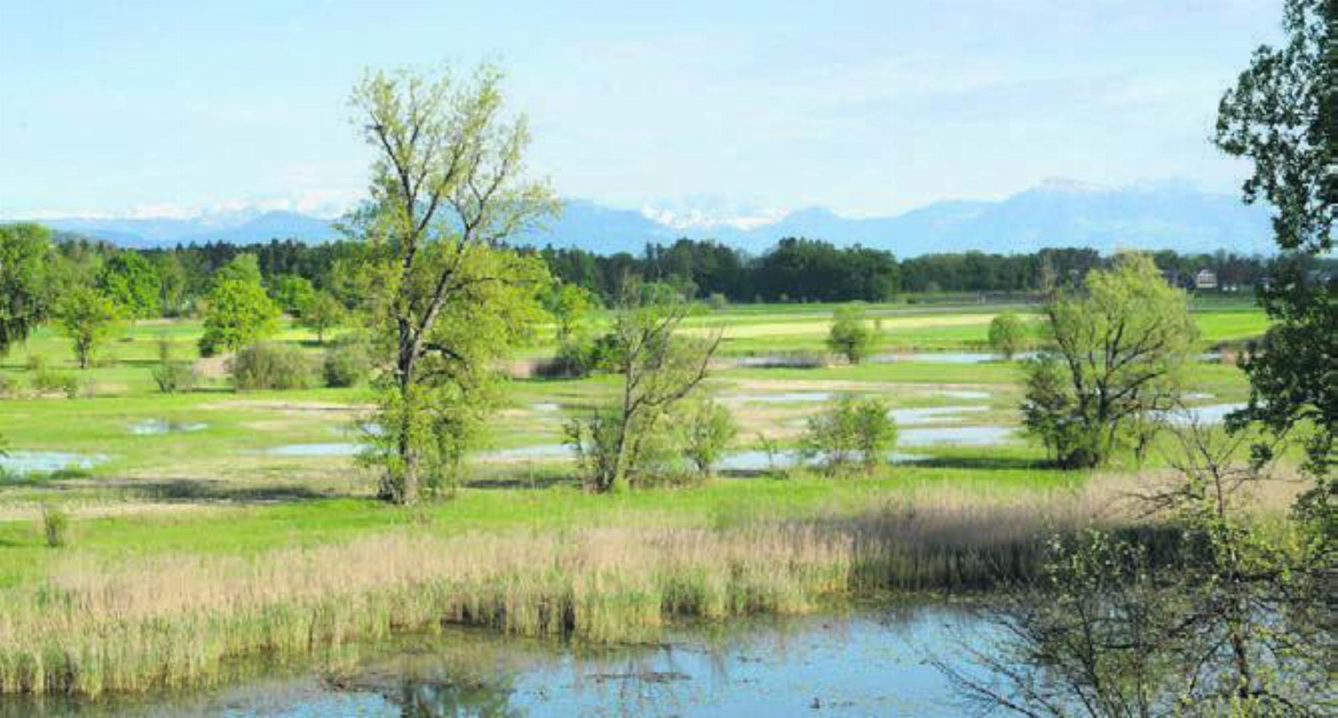 Die Altwasserlandschaft der Reuss ist einer der vielfältigen Lebensräume. Bild: zg