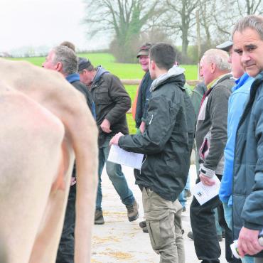 Gleich zwei Jubiläen - Der genaue Blick. Bevor die Auktion startete, beäugten die interessierten Landwirte das zu kaufende Vieh. Bild: ake