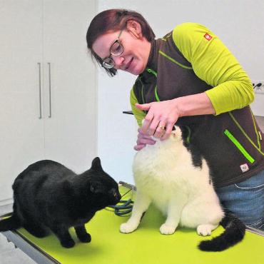 Sich einen Kindheitstraum erfüllt - Seit Montag behandelt Tamara Vock in ihrer Praxis, diese Katzen hier gehörten zu ihren ersten Patientinnen. Bild: Chregi Hansen