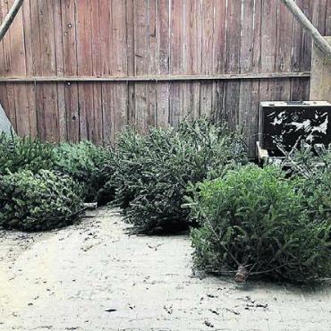 Christbäume illegal entsorgt - Fast ein Dutzend Christbäume wurde illegalerweise in einem privaten Holzschopf entsorgt. Bild: gk