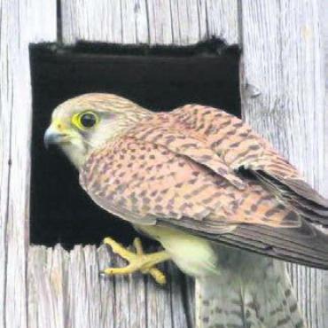 Freiämter Vogelwelt kennenlernen - Der Turmfalke ist einer der Vögel, die die Interessierten in diesem Kurs kennenlernen. Bild: zg