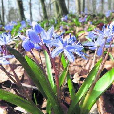 Frühlingserwachen an der Reuss - Im Frühling ist die Natur besonders schön. Bild: zg
