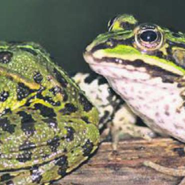 Auf Amphibienpirsch - Die Wasserfrösche sind ein Beispiel für die Amphibien, die an diesem Abend beobachtet werden. Bild: zg