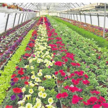 Einladung zum Gartenfest - Blumenpracht aus dem Gewächshaus. Bild: zg