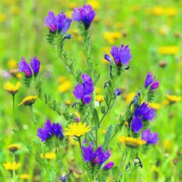 Für naturnahe Gärten - Der Natternkopf gehört in einen lebendigen, naturnahen Garten. Bild: zg