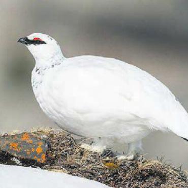 Über Raufusshühner - Das Alpenschneehuhn ist einer der Brutvögel mit «rauen Füssen». Bild: zg