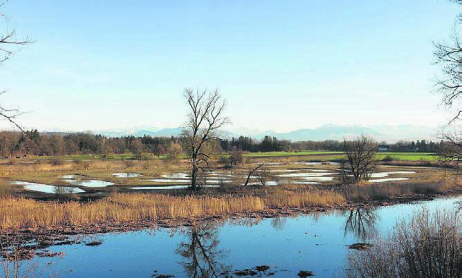 Die Altwasserlandschaft der Stillen Reuss ist eine der Eigenheiten des Natur- und Kulturlandschaftserbes Reusstal. Bild: zg