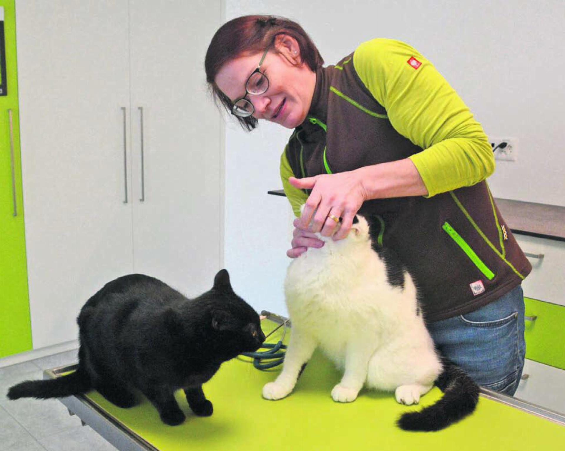 Seit Montag behandelt Tamara Vock in ihrer Praxis, diese Katzen hier gehörten zu ihren ersten Patientinnen. Bild: Chregi Hansen