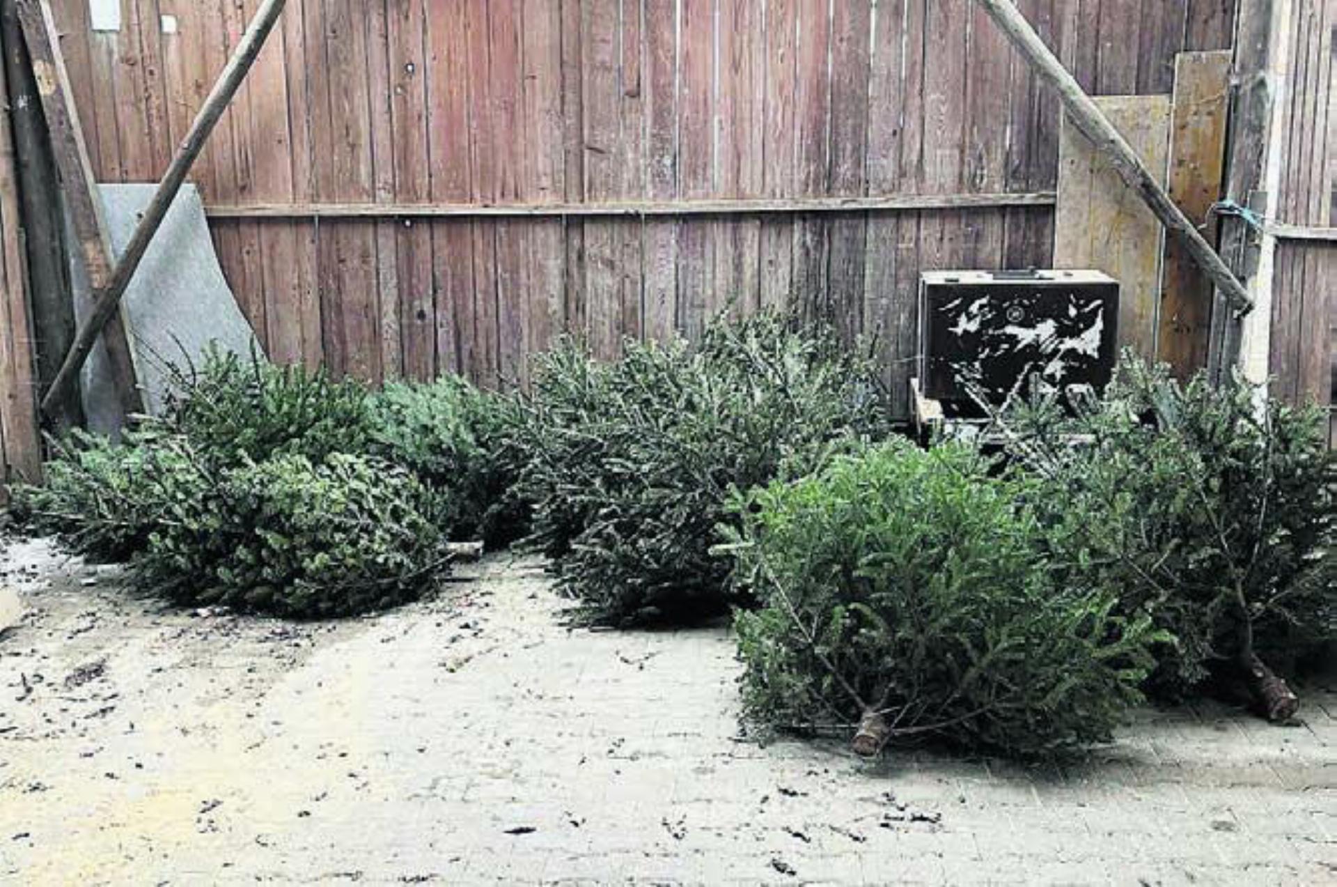 Fast ein Dutzend Christbäume wurde illegalerweise in einem privaten Holzschopf entsorgt. Bild: gk